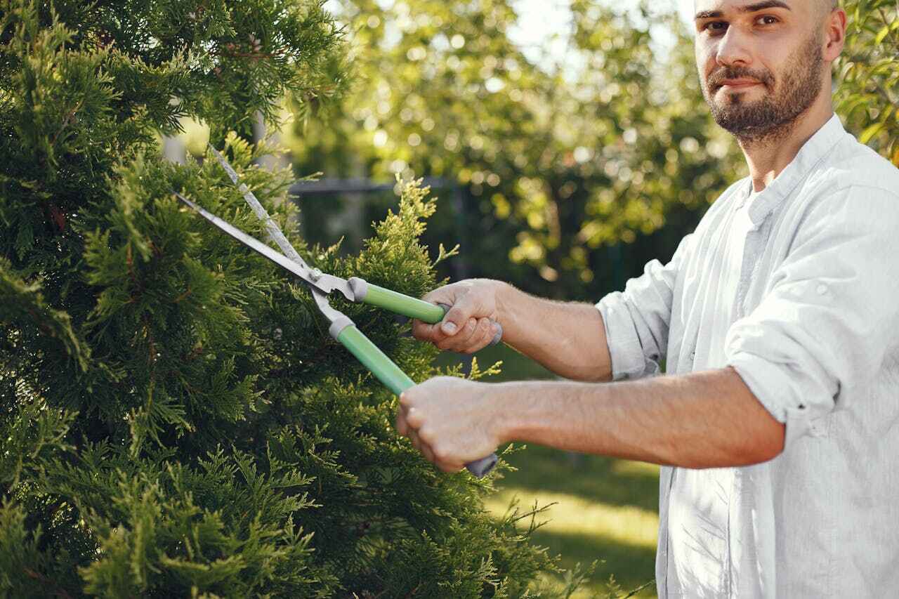 Emergency Storm Tree Removal in Broomfield, CO